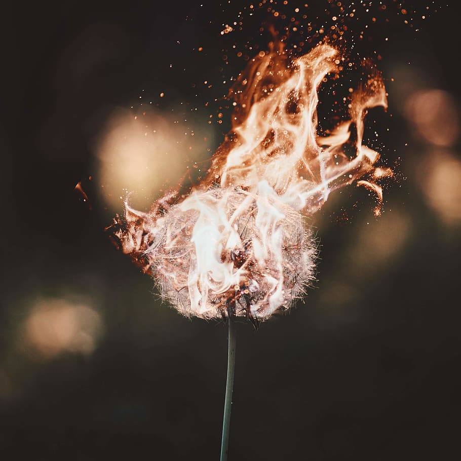 fire, flame, bonfire, flower, austria, flare, light, plant HD wallpaper