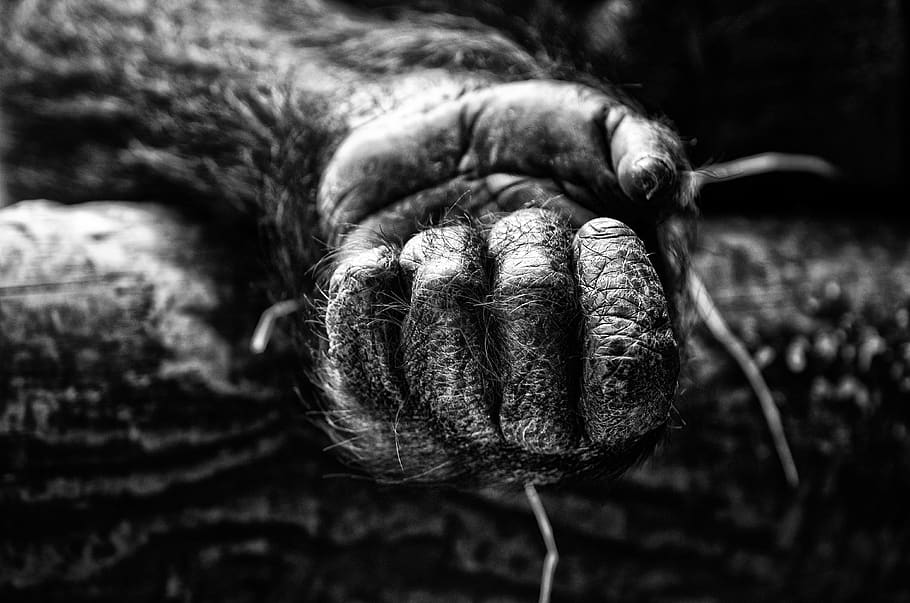 main, primate, singe, gorille, forc, close-up, no people, mammal HD wallpaper