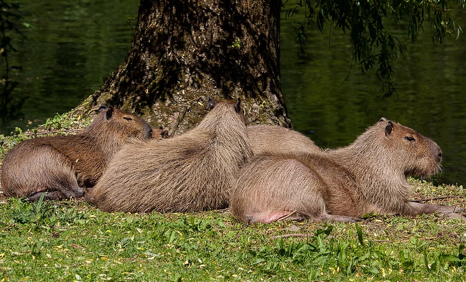 capybara, mammal, animal, animal world, nature, rodent, nager, HD wallpaper