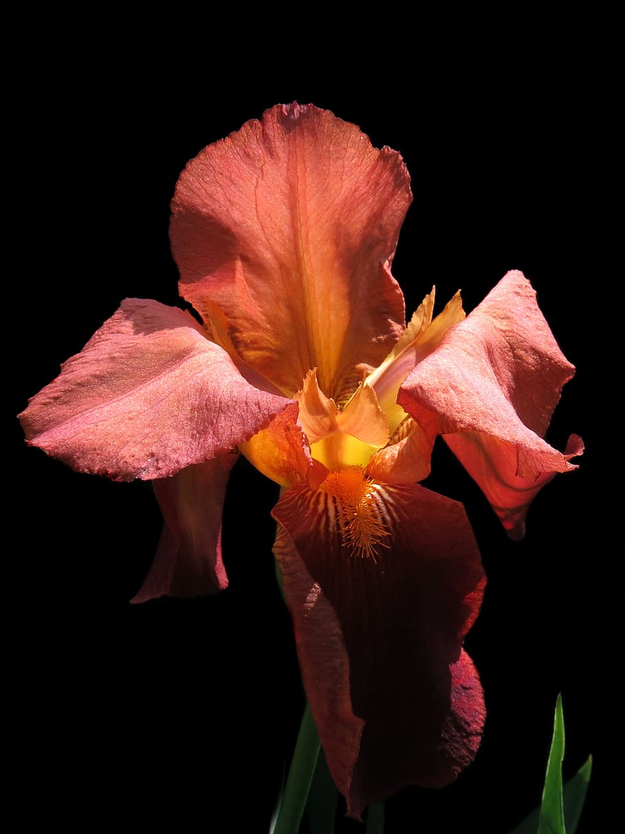 bearded iris, red flower, close up, nature, blossom, bloom HD wallpaper