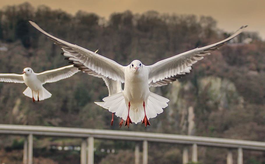bird, wing, flight, nature, animal world, flying, spread wings HD wallpaper