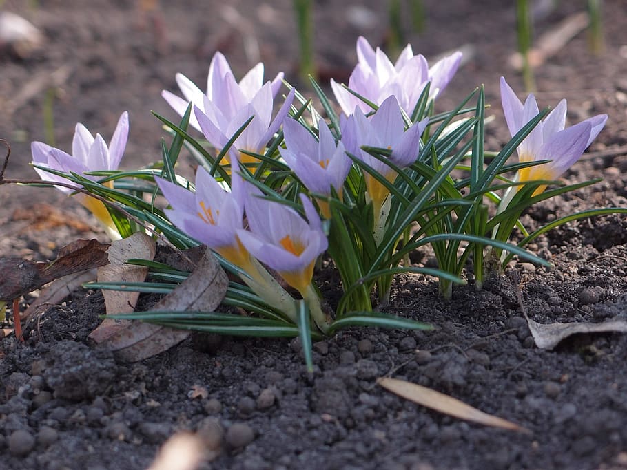 flowers, spring, spring flowers, lilac, primula, crocus, flowering plant HD wallpaper