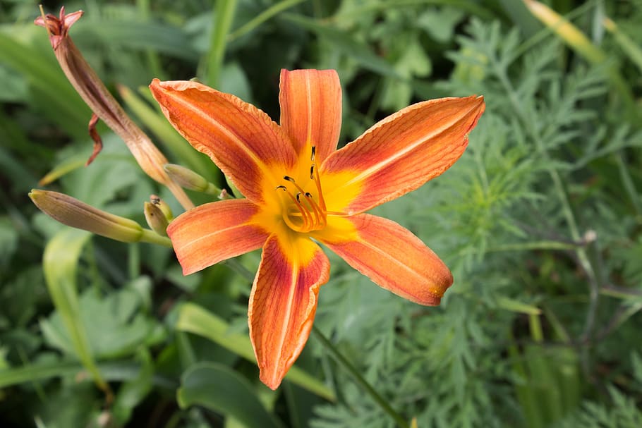 day, lily, orange, spotted, flower, floral, botanical, macro HD wallpaper