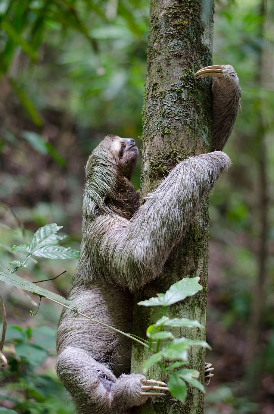 primate climbing tree, plant, focus on foreground, tree trunk HD wallpaper