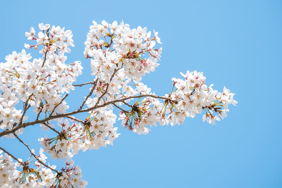 white cherry blossom flower, plant, spring, japan, bloom, sakura