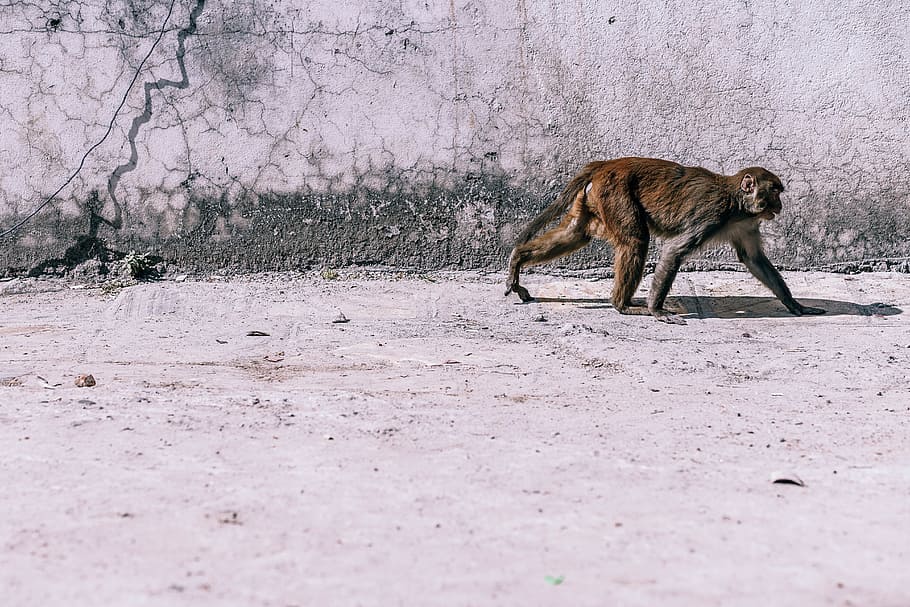 Monkey Walking on The Street, animal themes, one animal, mammal HD wallpaper