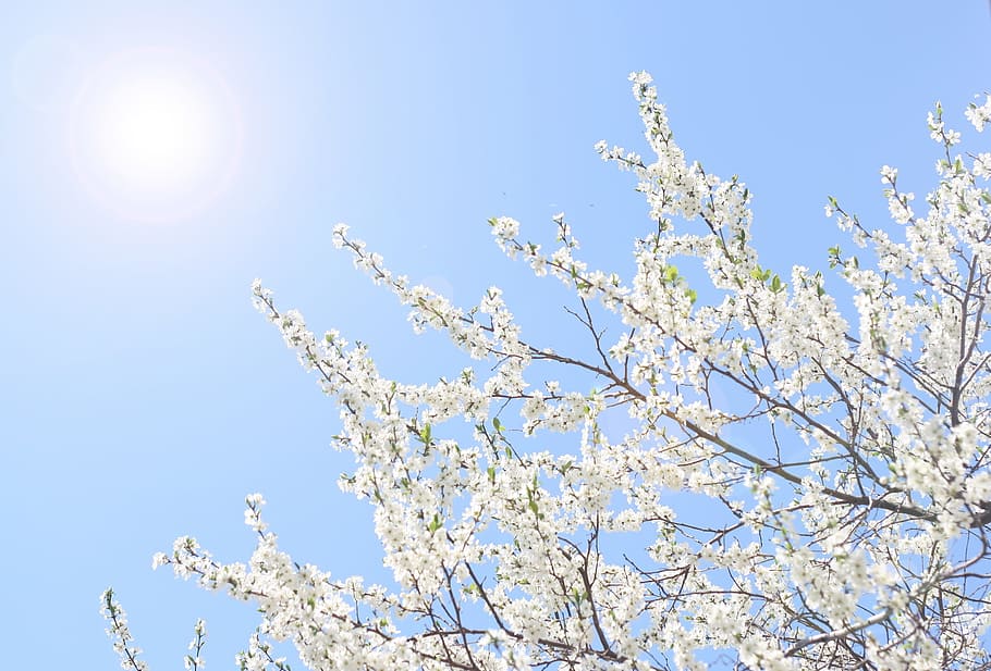 background, beautiful, beauty, bloom, blossom, blue, branch HD wallpaper
