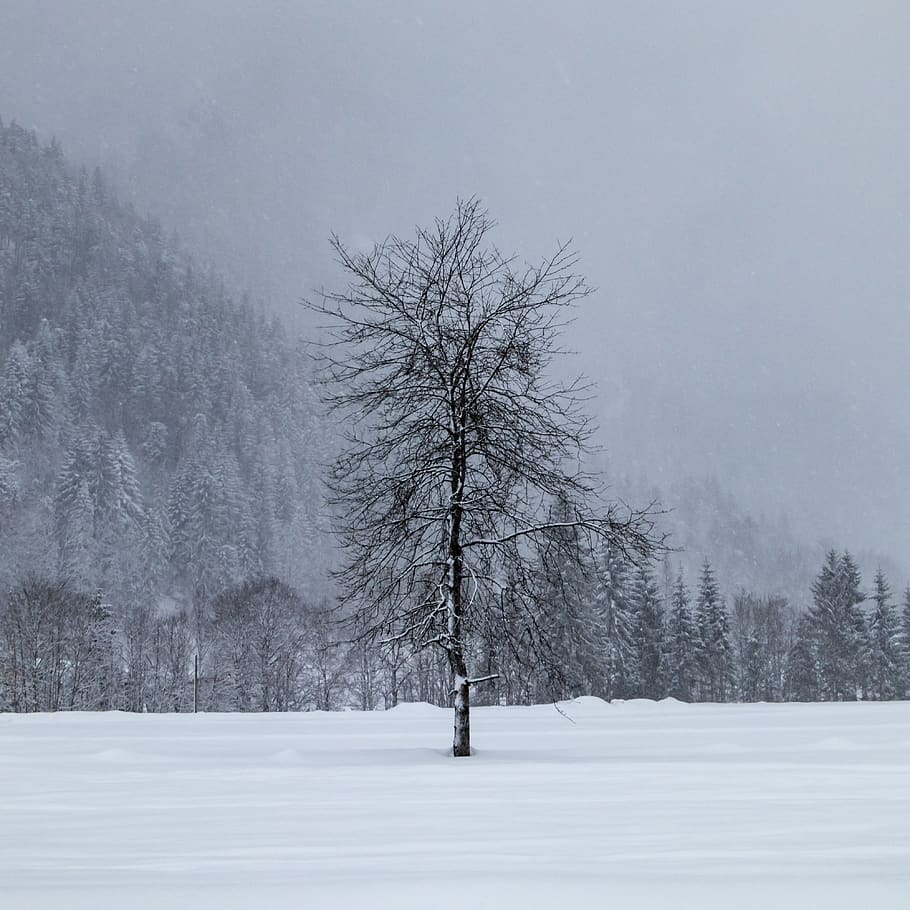 bare tree during daytime, nature, outdoors, winter, storm, blizzard HD wallpaper