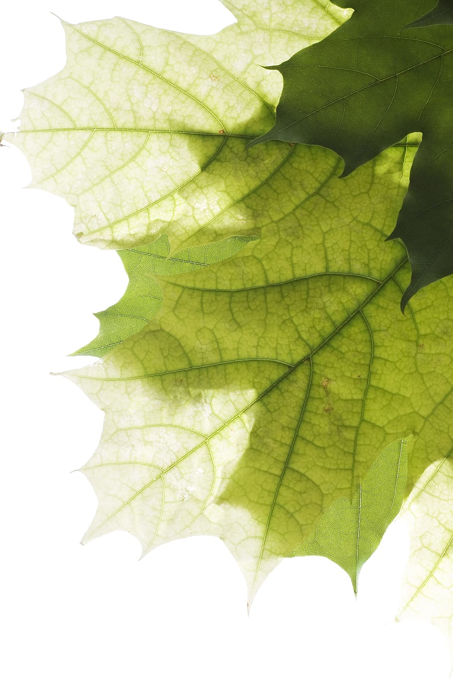 leaves, botany, branch, bright, closeup, color, element, environmental HD wallpaper