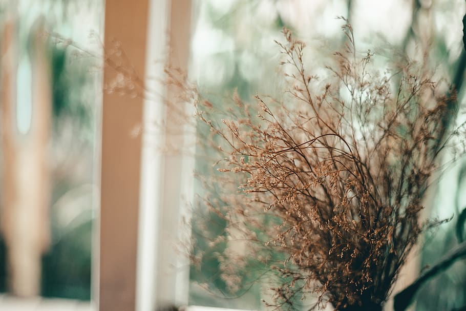 Brown Twig Decor, blooming, blur, close-up, fall, flora, growth HD wallpaper