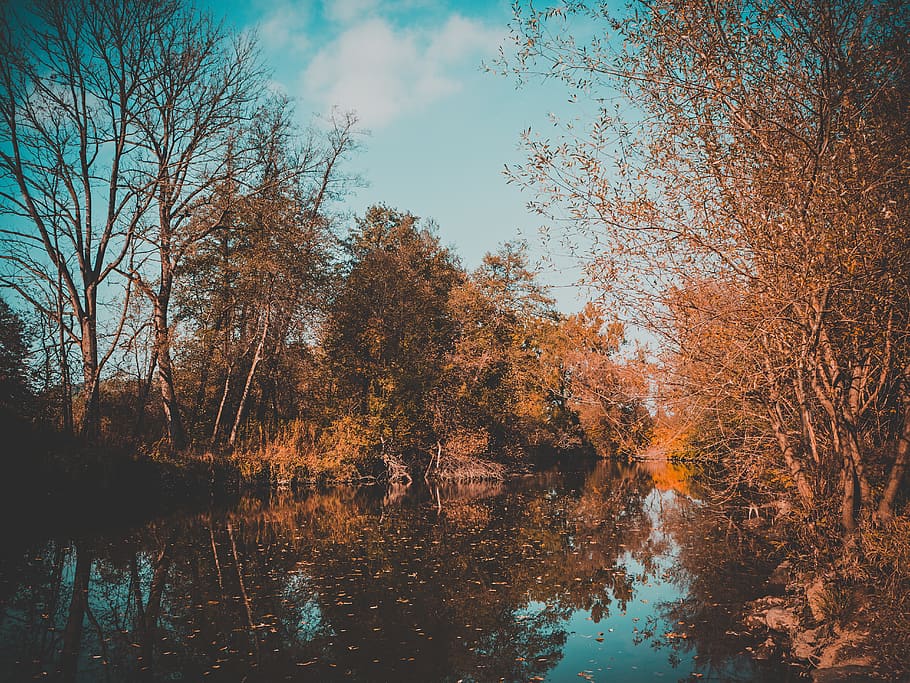 fall, trees, river, water, reflection, plant, tranquility, lake HD wallpaper