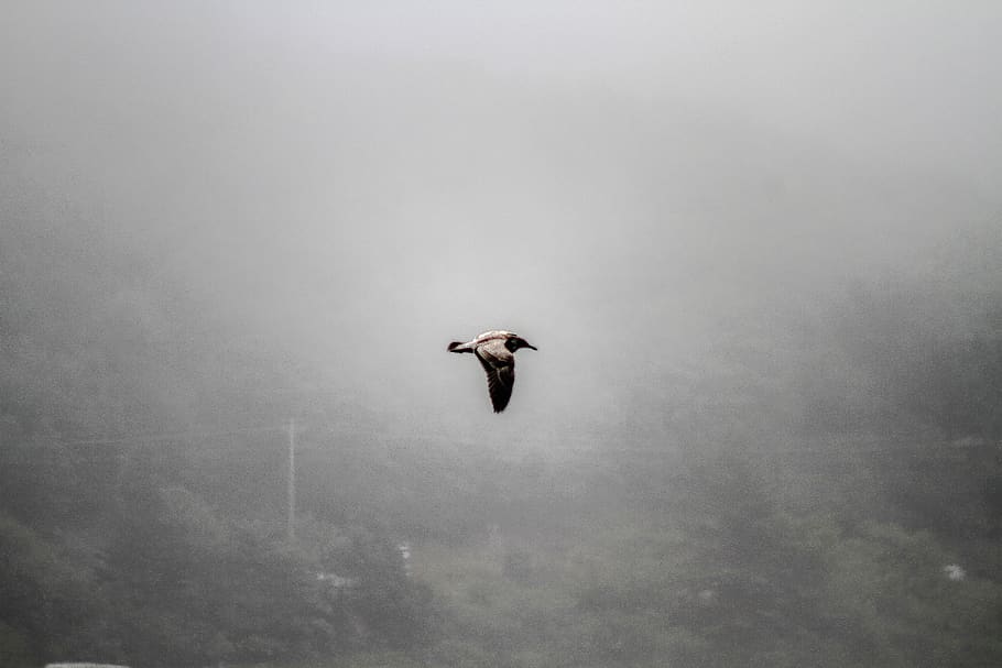 seagul, trees, wallpaper, background, fog, ocean, river, pacific HD wallpaper