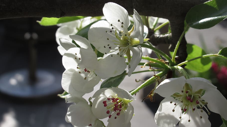 spring, spring flower, blossom, spring flowers, garden, white HD wallpaper