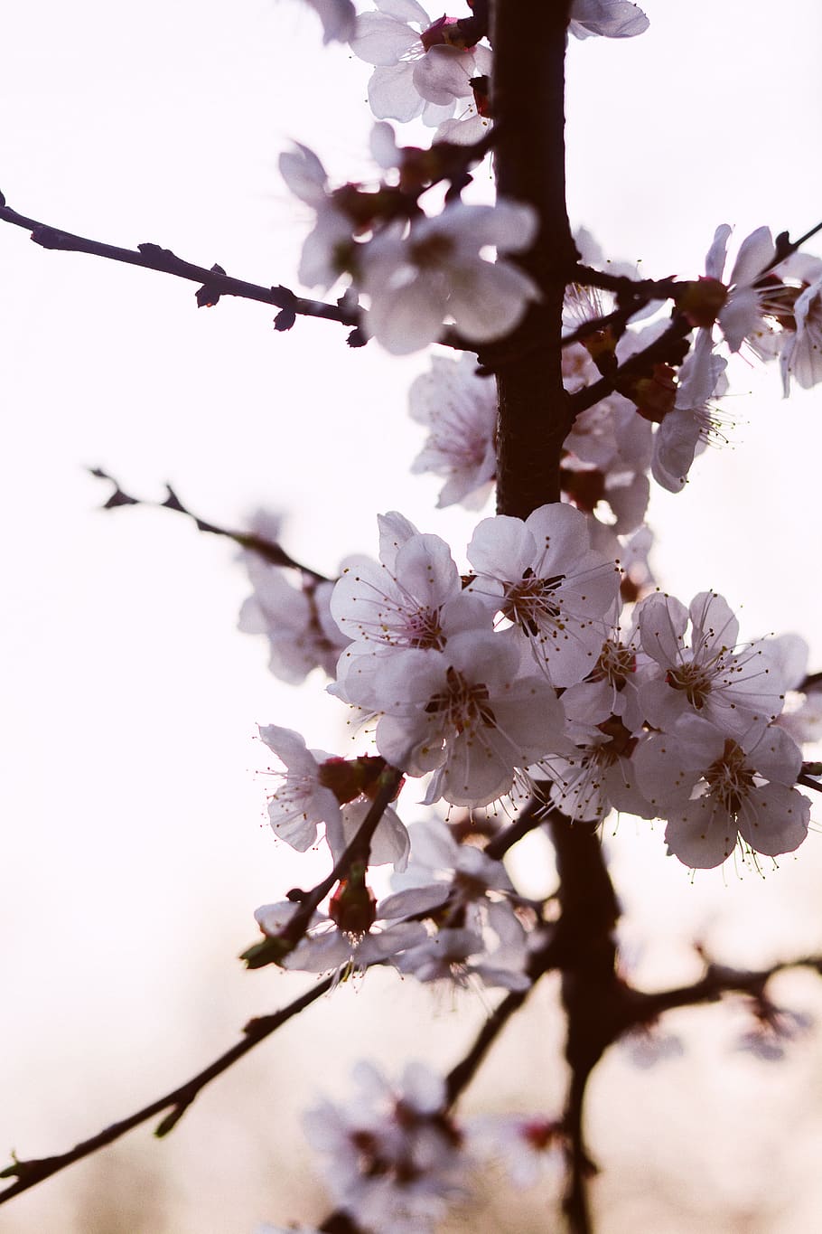 sunset, cherry, cherry tree, cherry blossom tree, cherry flowers HD wallpaper