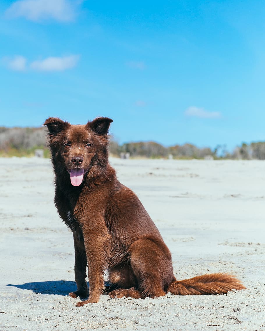 dog, beach, one animal, animal themes, mammal, land, domestic HD wallpaper