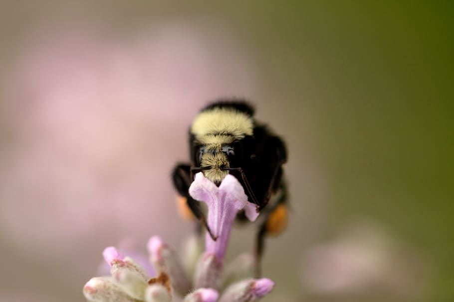 black bee perched on flower, flowering plant, animal themes, one animal HD wallpaper