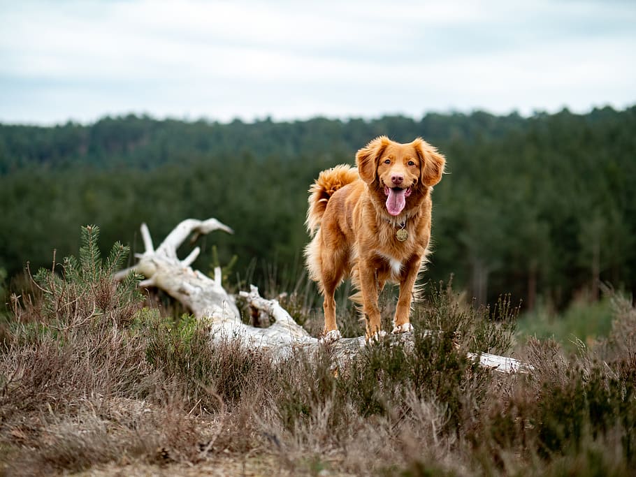 medium-coated tan dog, mammal, one animal, pets, domestic, animal themes HD wallpaper