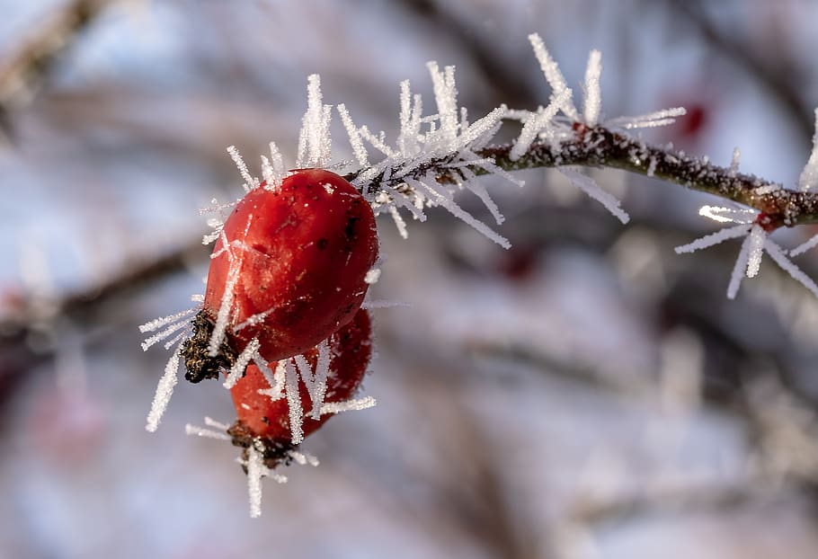 rose hip, eiskristalle, snow, winter, cold, frozen, frost, icy