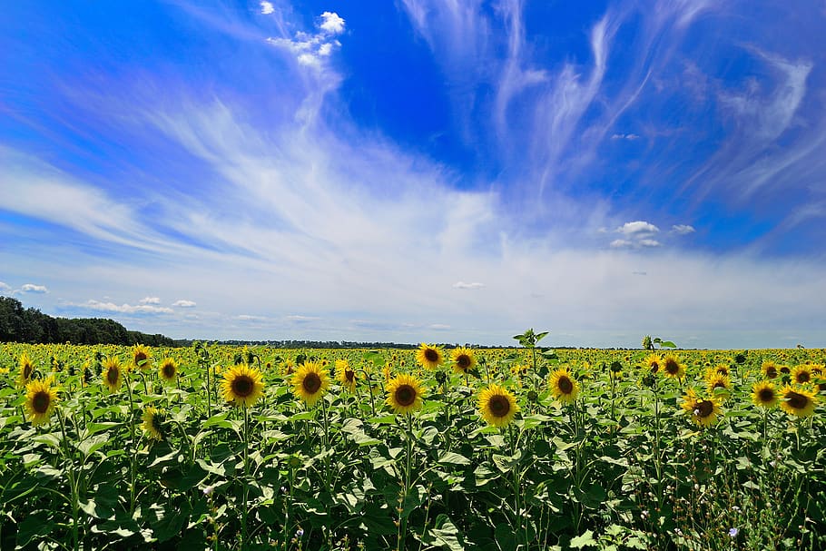 sky, summer, clouds, landscape, weather, nature, blue, ukraine HD wallpaper