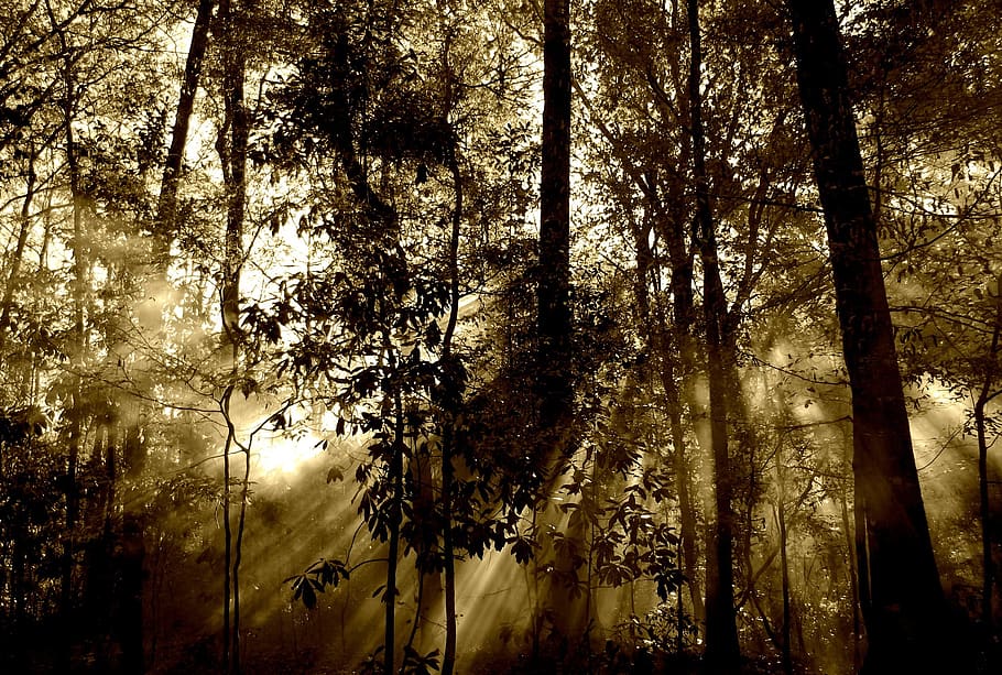 Light Glare Through Trees in the Forest, nature, sunrays, plant HD wallpaper