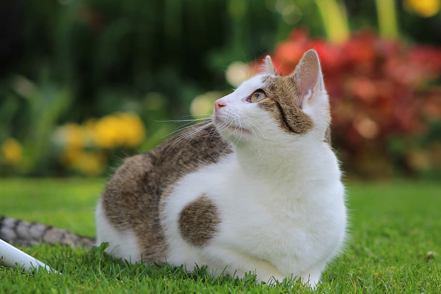 cat, cats, pet, white, cute, whiskers, young, attention, garden HD wallpaper