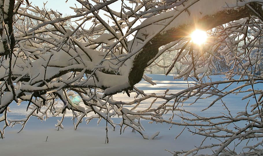 frozen, snow, ice, winter, nature, white, tree, cold temperature HD wallpaper