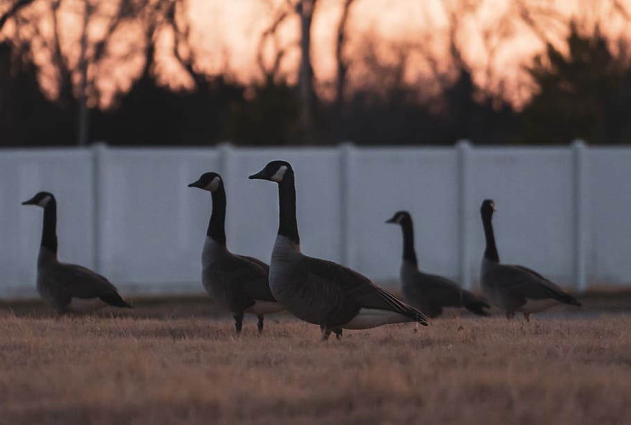 six gray geese, bird, animal, goose, swan, waterfowl, black swan HD wallpaper