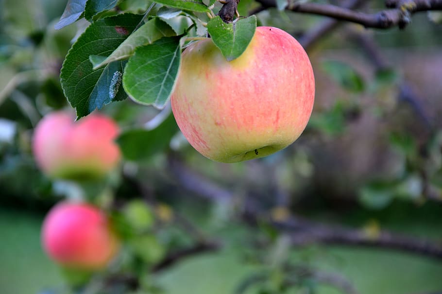 apple, fruit, fruits, apple tree, fruit tree, harvest, apfelernte HD wallpaper