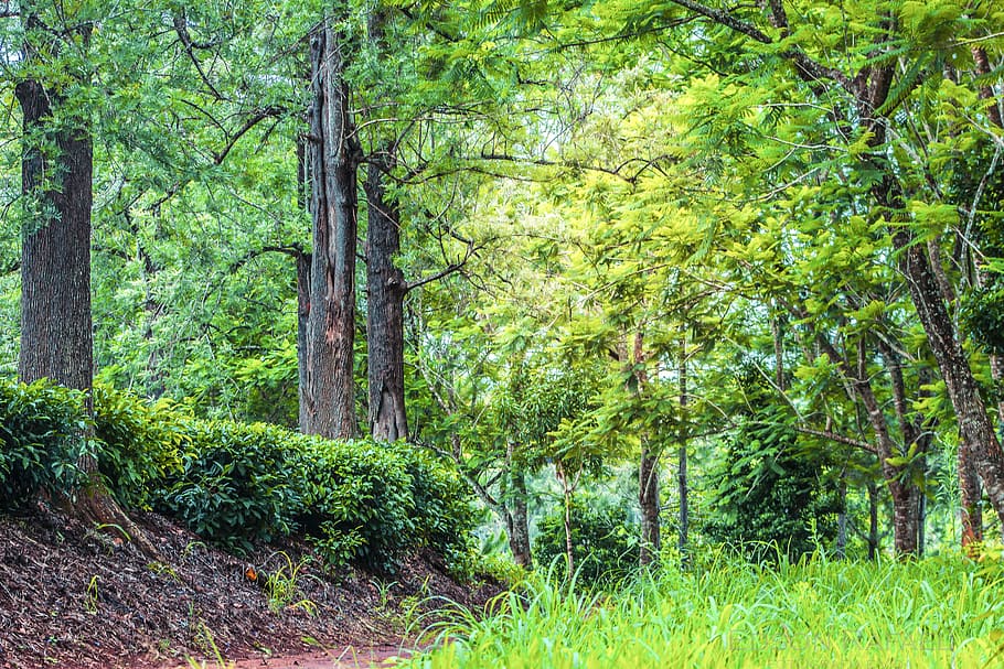 Green Leaf Trees, daytime, environment, grass, nature, outdoors HD wallpaper