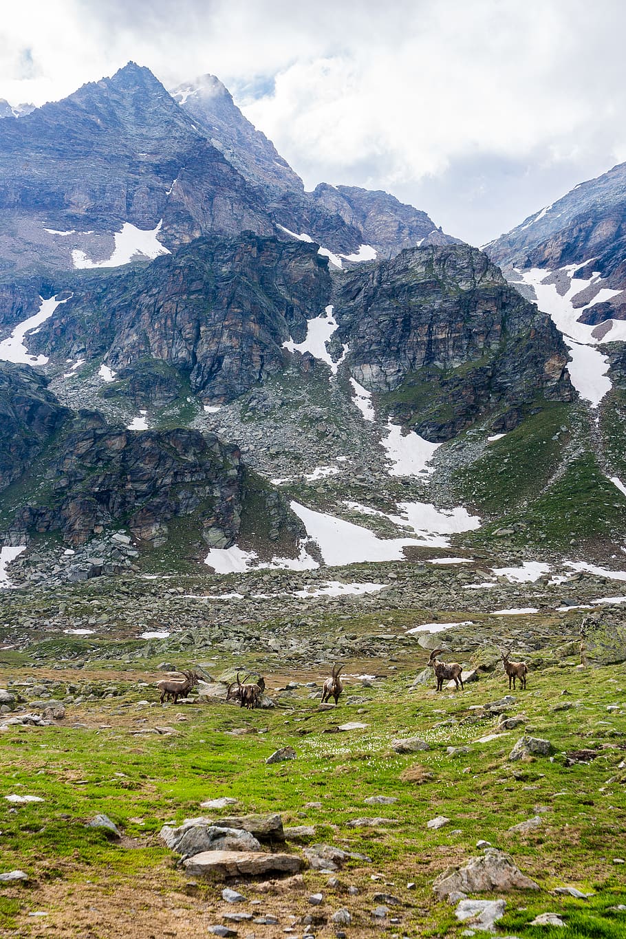 italy, nus, rifugio reboulaz, alps, steinbock, mountains, alpine ibex, HD wallpaper