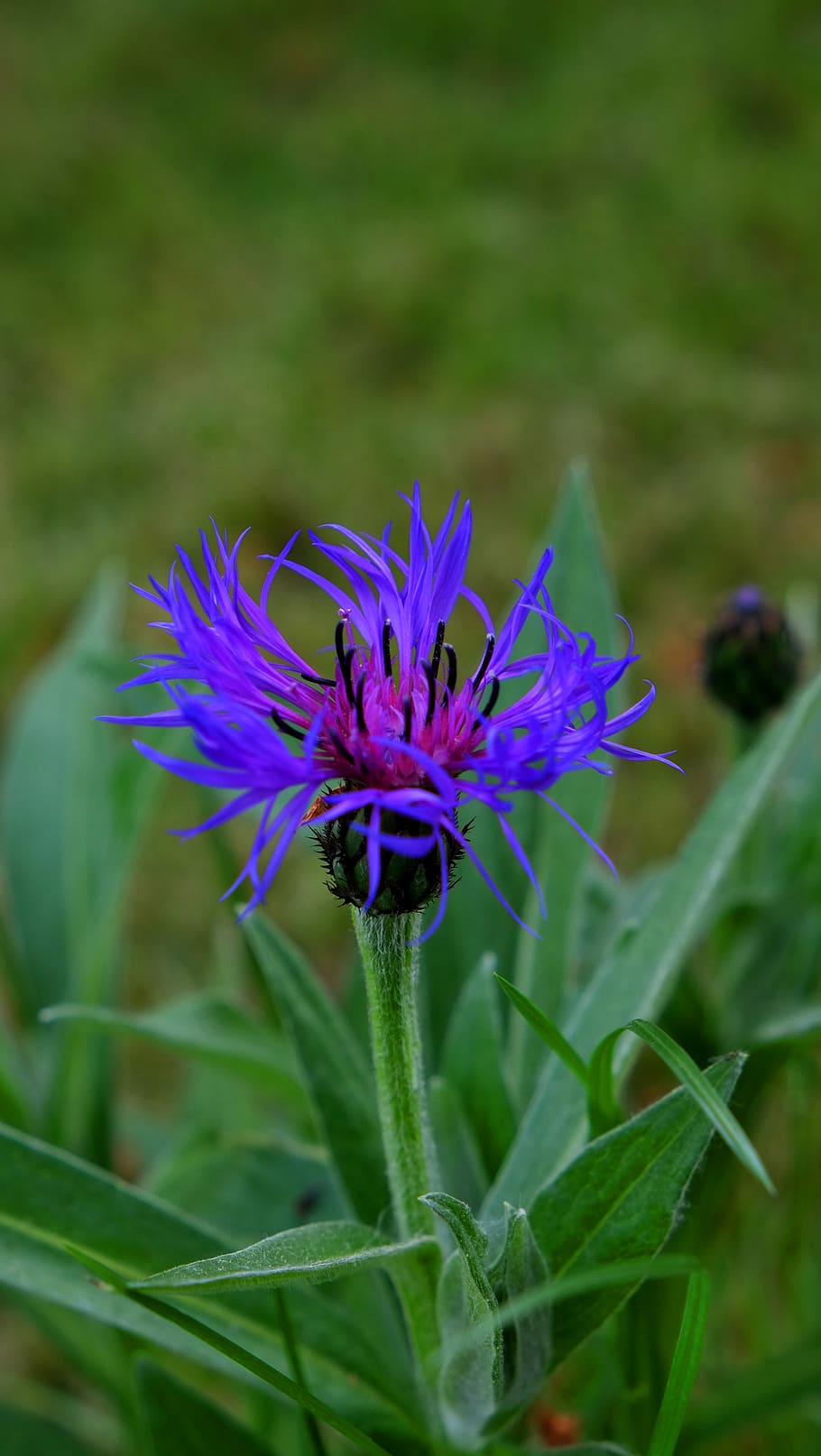 germany, sindelfingen, plant, flowering plant, growth, fragility HD wallpaper