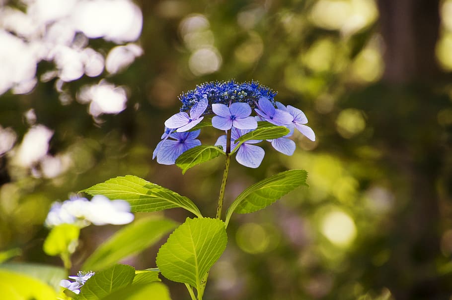 purple flowers, flowering plant, beauty in nature, freshness HD wallpaper