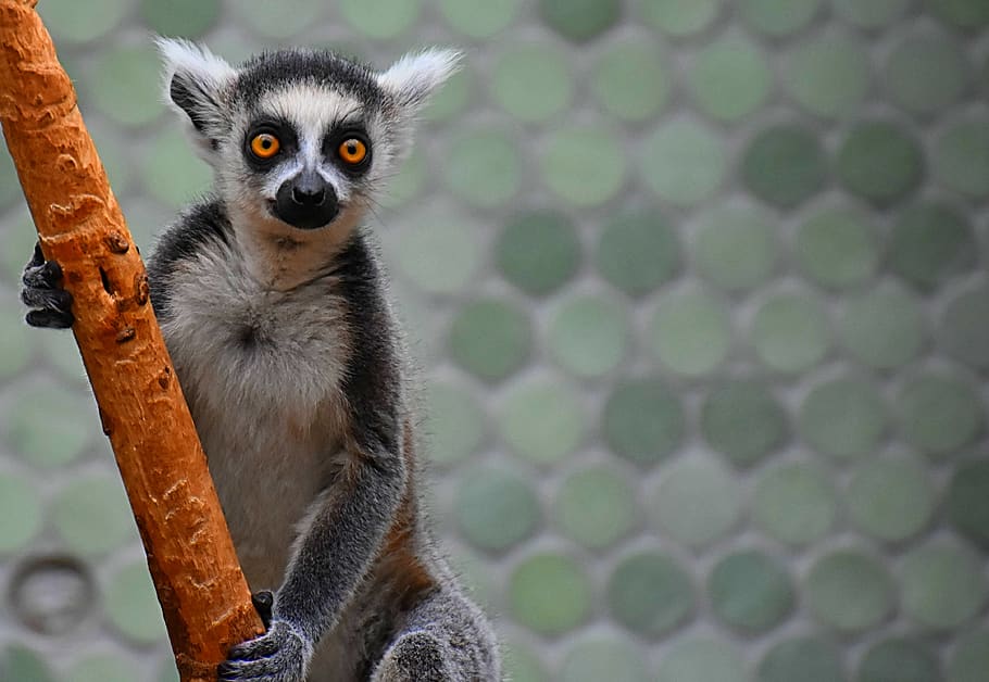 monkey, lemur, cute, zoo, äffchen, sweet, animal, animal world HD wallpaper