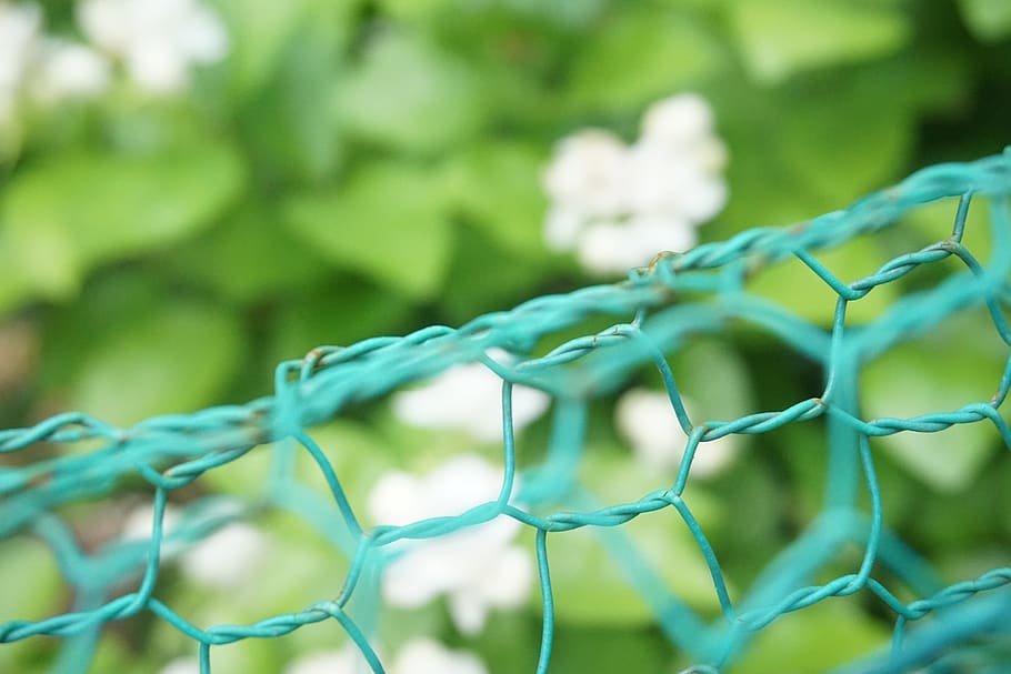 vietnam, protection, security, green color, plant, close-up HD wallpaper