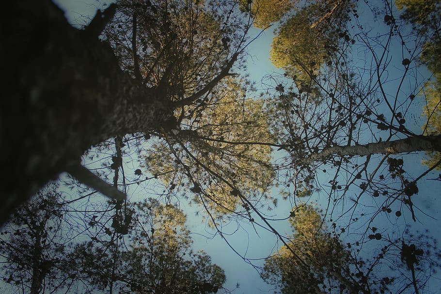 jordan, trees, forest, plant, branch, low angle view, sky, growth HD wallpaper