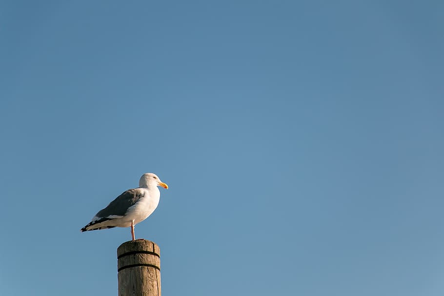 seabird, seagull, ocean, nature, wildlife, animals in the wild HD wallpaper