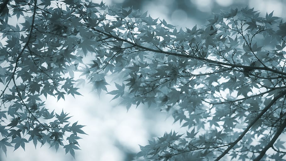 maple, leaves, branch, maple leaves, flora, background, tree HD wallpaper