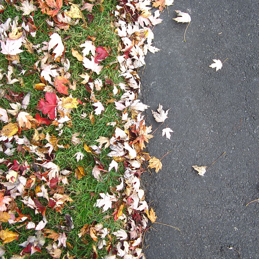fall, leaves, grass, pavement, sidewalk, autumn, looking down HD wallpaper