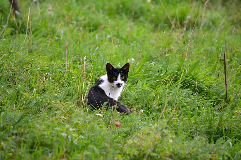 cat, pet, kitten, curious, look, grass, domestic, one animal HD wallpaper