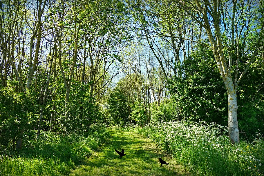 lane, tree, grass, flowers, wood, countryside, nature, crow HD wallpaper