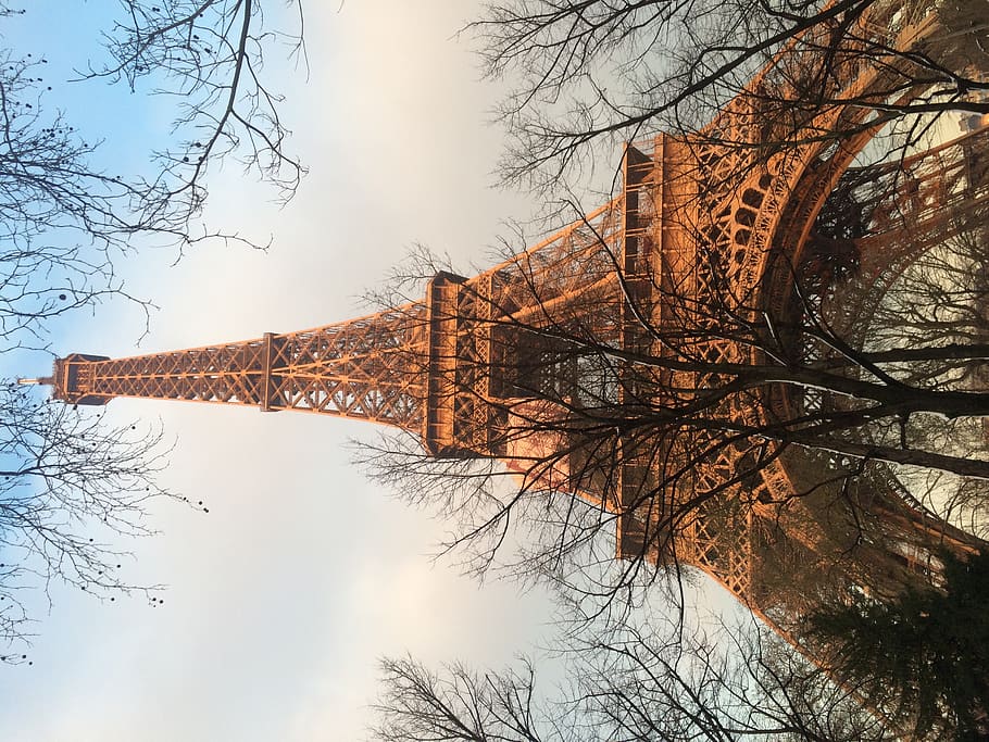 france, paris, tree, bare tree, sky, plant, branch, nature HD wallpaper