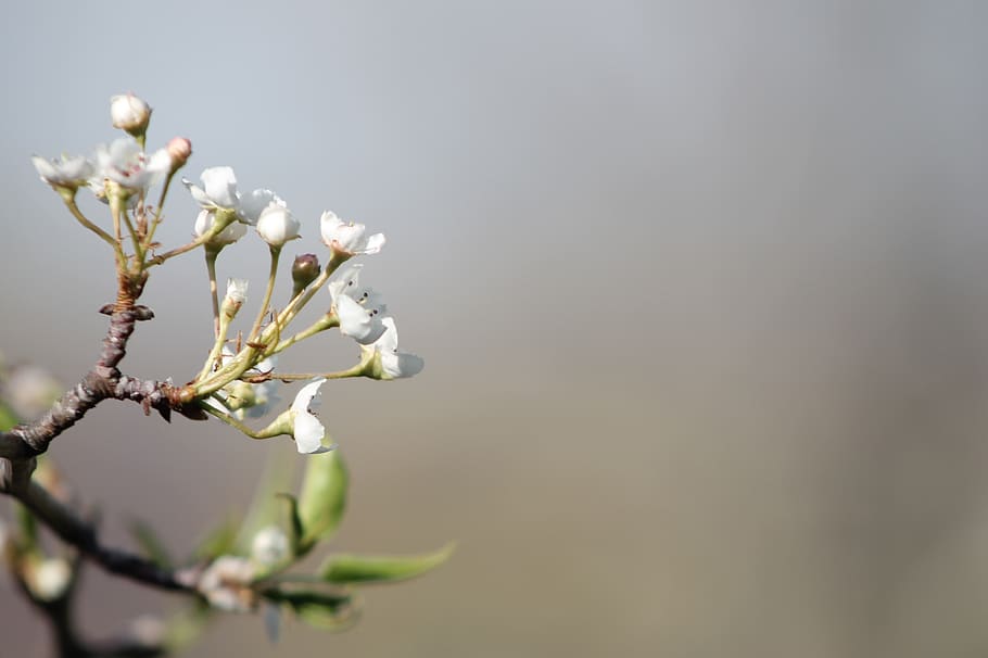 fruit tree, blossoms, spring, branch, white, nature, bud, bloom HD wallpaper