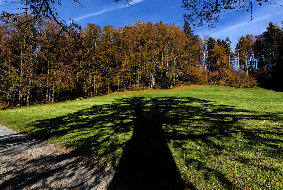 tree, forest, shadow, autumn, leaves, color, sky, landscape HD wallpaper