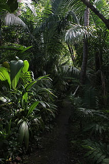 barbados, plant, growth, tree, leaf, green color, plant part HD wallpaper