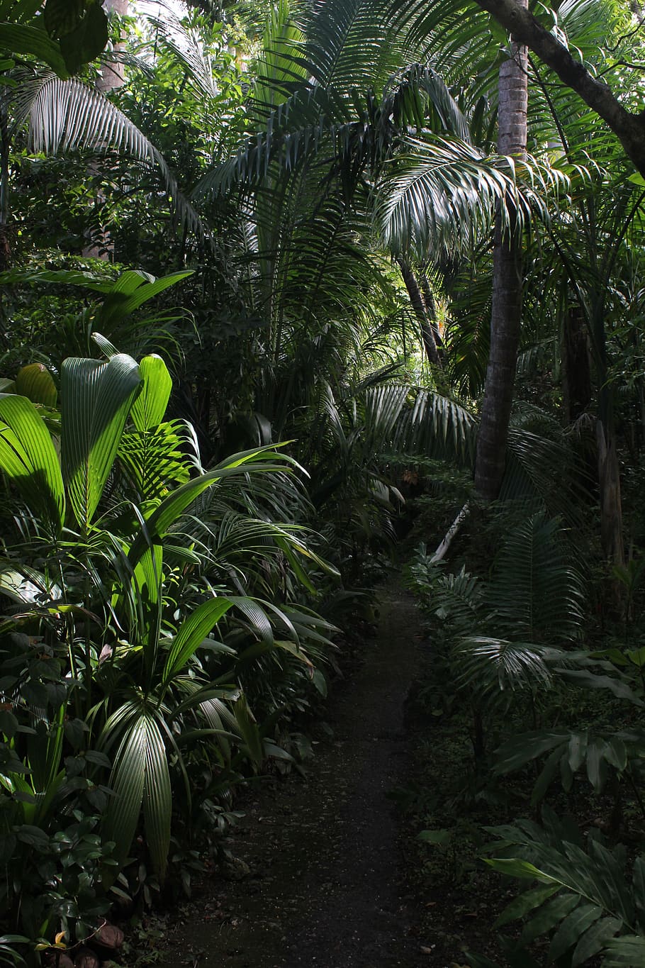 barbados, plant, growth, tree, leaf, green color, plant part HD wallpaper
