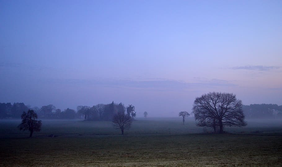 landscape, field, nature, trees, twilight, sky, fog, plant HD wallpaper