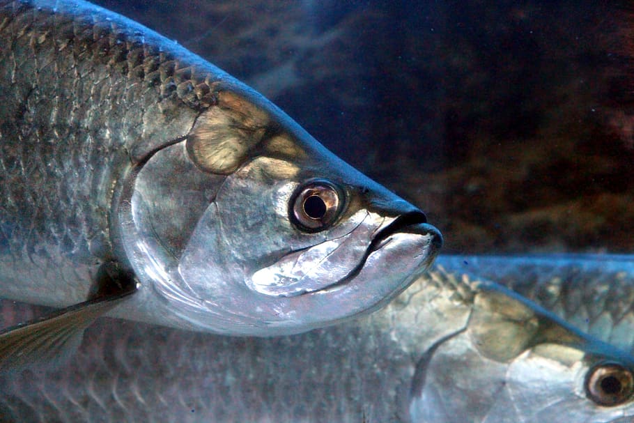 fish, head, underwater, aquarium, sea ​​fish, animal, eyes HD wallpaper
