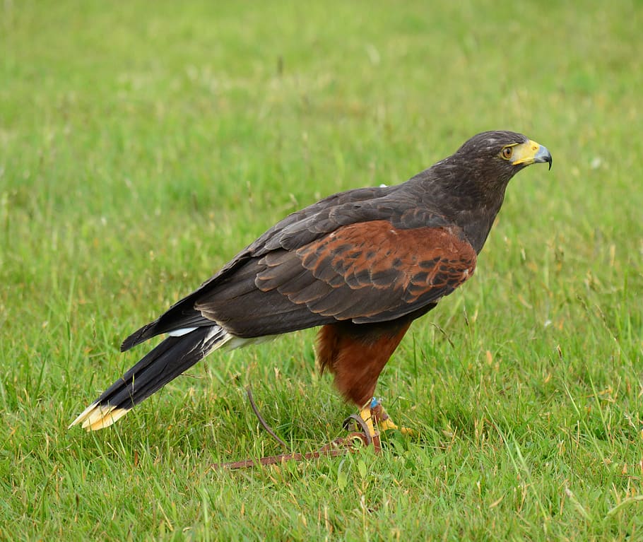 harris hawk, raptor, bird, beak, predatory, wild, hunter, falconer HD wallpaper