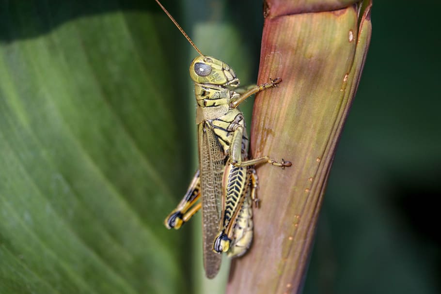 grasshopper, plants, summer, field, animal, animal themes, animals in the wild HD wallpaper