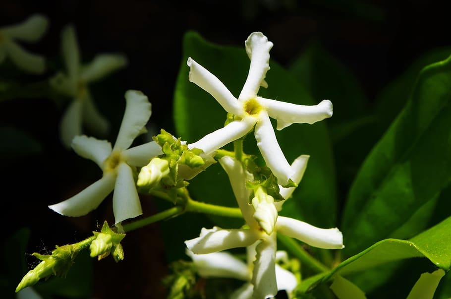 flower, white flower, growth, plant, green color, close-up HD wallpaper